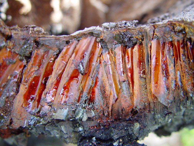 chunk of resinous blackboy husk